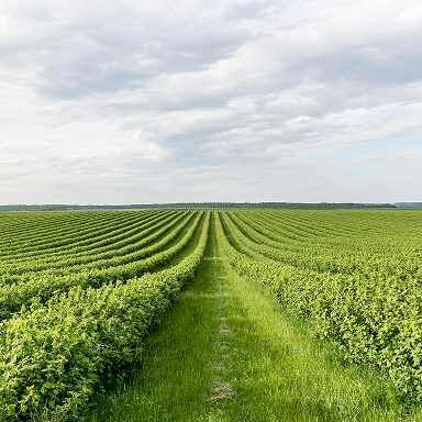 Crop Field